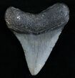 Megalodon Tooth #6988-2